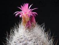 Thumbnail of 1327_Neoporteria senilis_20160426_01(1).JPG